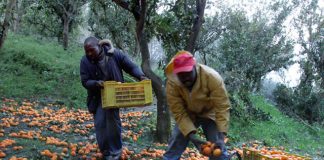 Passpartù: i braccianti della Piana del Sele