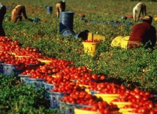 Sfruttamento dei migranti: dai diritti negati allo Ius Soli