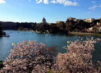 Sakura in fiore al laghetto dell’EUR