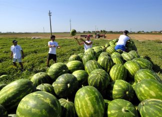 Immigrati-nellagricoltura