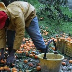 lavoratori stranieri neo assunti. nota governativa su mercato e occupazione in Italia per primo semestre 2015