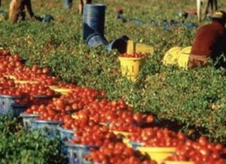 La raccolta dei pomodori(foto Diritto di critica)