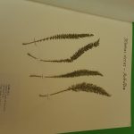 scheda2