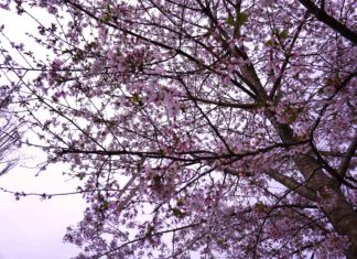 Hanami e la fioritura dei ciliegi: a Roma come in Giappone