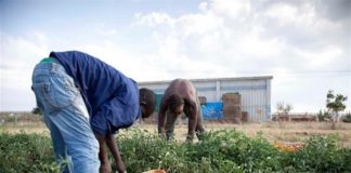 Caporalato e sfruttamento nelle campagne. Migranti al lavoro