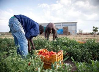 Caporalato e sfruttamento nelle campagne. Migranti al lavoro