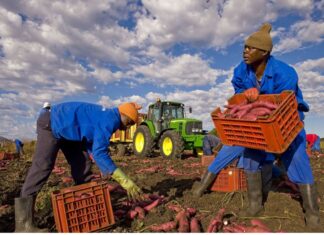 Regolarizzazioni: irragionevole chi rifiuta la realtà Regolarizzazioni la realtà del lavoro agricolo
