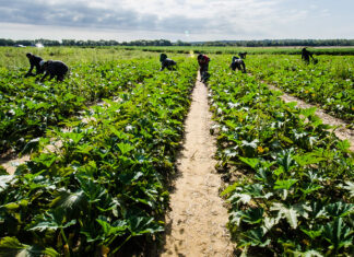 “Invisibili ma necessari. Immigrati e lavoro agricolo”