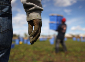 Agricoltura e Caporalato: Verso un futuro migliore? Caporalato e agromafie. Presentato il V Rapporto della Flai-Cgil. Fonte agricultura.it