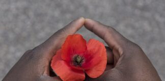 papavero rosso tre due mani