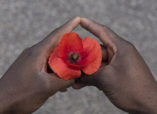 papavero rosso tre due mani