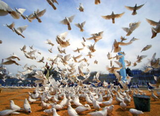 La Sindrome del 15 agosto: la comunità afgana si incontra