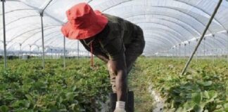 lavoratori agricoli stranieri