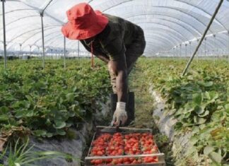 lavoratori agricoli stranieri