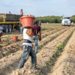 pexels-nc-farm-bureau-mark-9798996