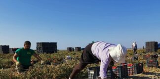 Lavoratori immigrati nel Fucino. Fonte Flai-Cgil