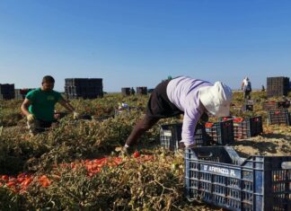 Lavoro degli immigrati e sfruttamento: a chi conviene l’irregolarità Lavoratori immigrati nel Fucino. Fonte Flai-Cgil